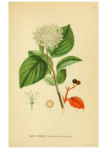 Reproducción/Reproduction 6029404520: Billeder af nordens flora. v.1 København,G.E.C. Gad's forlag,1917-1927