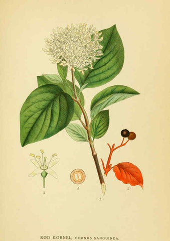 Reproducción/Reproduction 6029404520: Billeder af nordens flora. v.1 København,G.E.C. Gad's forlag,1917-1927