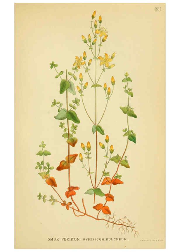 Reproducción/Reproduction 6028847471: Billeder af nordens flora. v.1 København,G.E.C. Gad's forlag,1917-1927