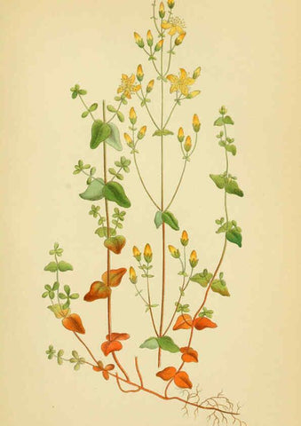 Reproducción/Reproduction 6028847471: Billeder af nordens flora. v.1 København,G.E.C. Gad's forlag,1917-1927