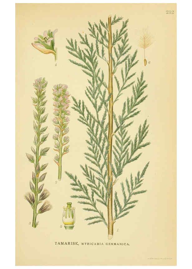 Reproducción/Reproduction 6028847711: Billeder af nordens flora. v.1 København,G.E.C. Gad's forlag,1917-1927