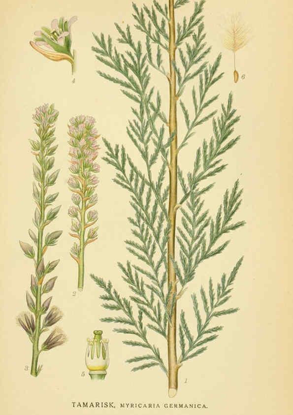 Reproducción/Reproduction 6028847711: Billeder af nordens flora. v.1 København,G.E.C. Gad's forlag,1917-1927
