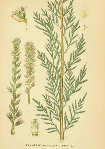 Reproducción/Reproduction 6028847711: Billeder af nordens flora. v.1 København,G.E.C. Gad's forlag,1917-1927