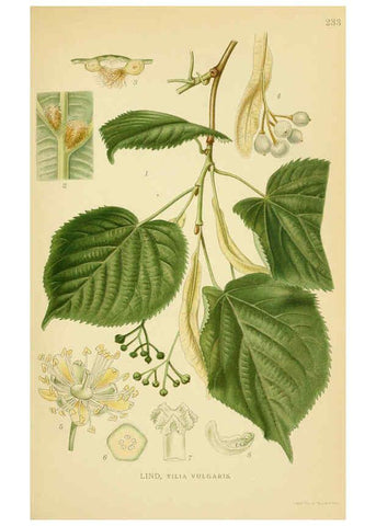 Reproducción/Reproduction 6028848053: Billeder af nordens flora. v.1 København,G.E.C. Gad's forlag,1917-1927