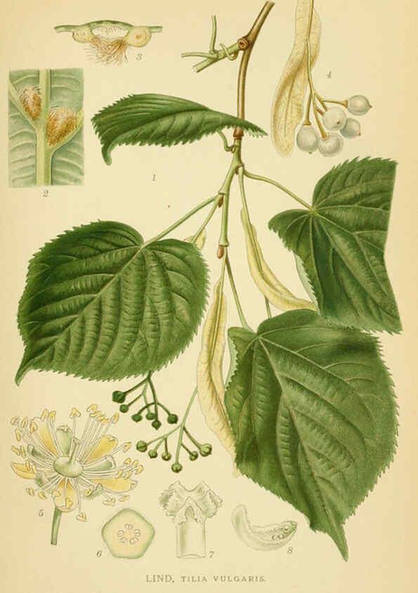 Reproducción/Reproduction 6028848053: Billeder af nordens flora. v.1 København,G.E.C. Gad's forlag,1917-1927