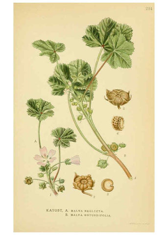 Reproducción/Reproduction 6029400962: Billeder af nordens flora. v.1 København,G.E.C. Gad's forlag,1917-1927