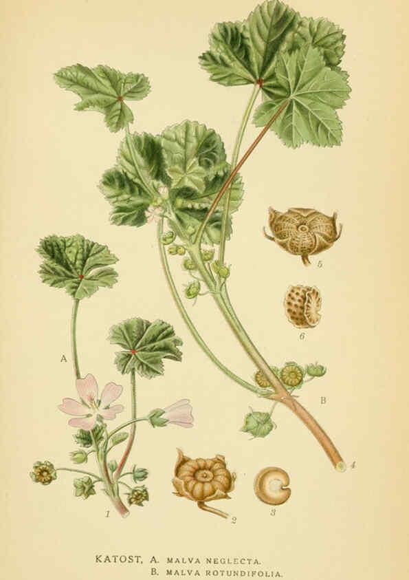 Reproducción/Reproduction 6029400962: Billeder af nordens flora. v.1 København,G.E.C. Gad's forlag,1917-1927