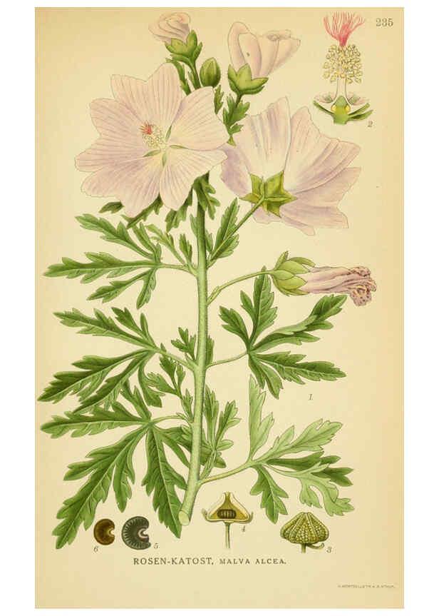 Reproducción/Reproduction 6029401320: Billeder af nordens flora. v.1 København,G.E.C. Gad's forlag,1917-1927