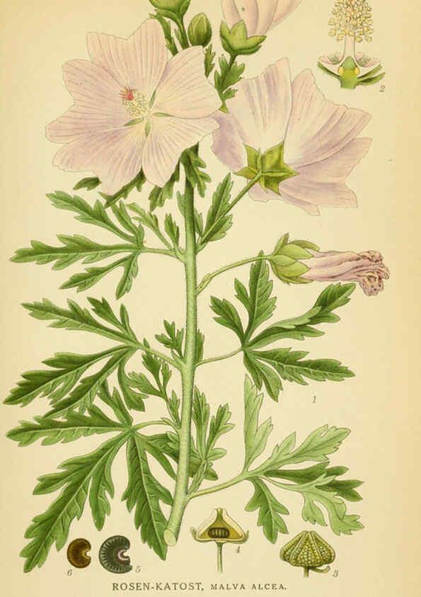 Reproducción/Reproduction 6029401320: Billeder af nordens flora. v.1 København,G.E.C. Gad's forlag,1917-1927