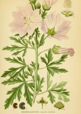 Reproducción/Reproduction 6029401320: Billeder af nordens flora. v.1 København,G.E.C. Gad's forlag,1917-1927