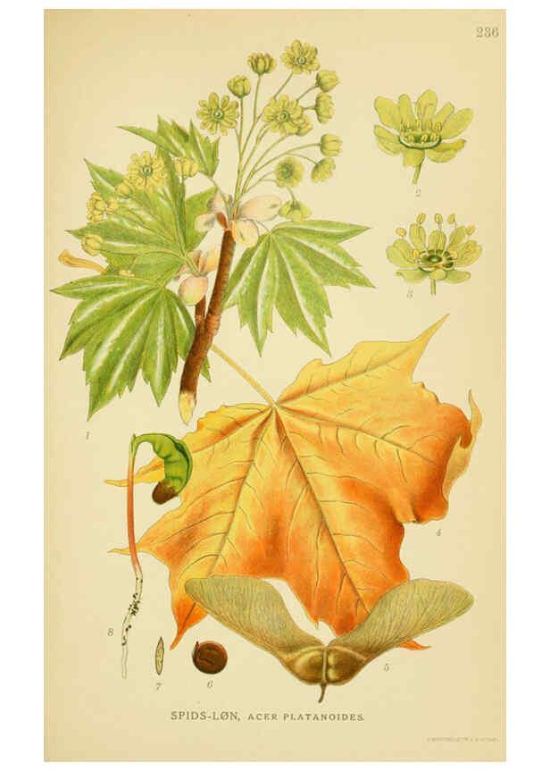 Reproducción/Reproduction 6028848843: Billeder af nordens flora. v.1 København,G.E.C. Gad's forlag,1917-1927