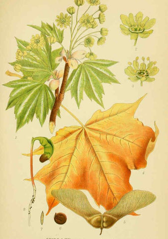 Reproducción/Reproduction 6028848843: Billeder af nordens flora. v.1 København,G.E.C. Gad's forlag,1917-1927