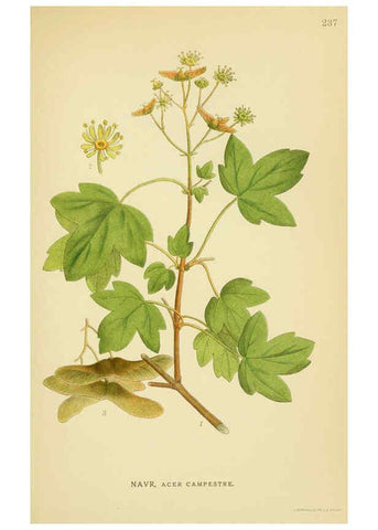 Reproducción/Reproduction 6029401782: Billeder af nordens flora. v.1 København,G.E.C. Gad's forlag,1917-1927