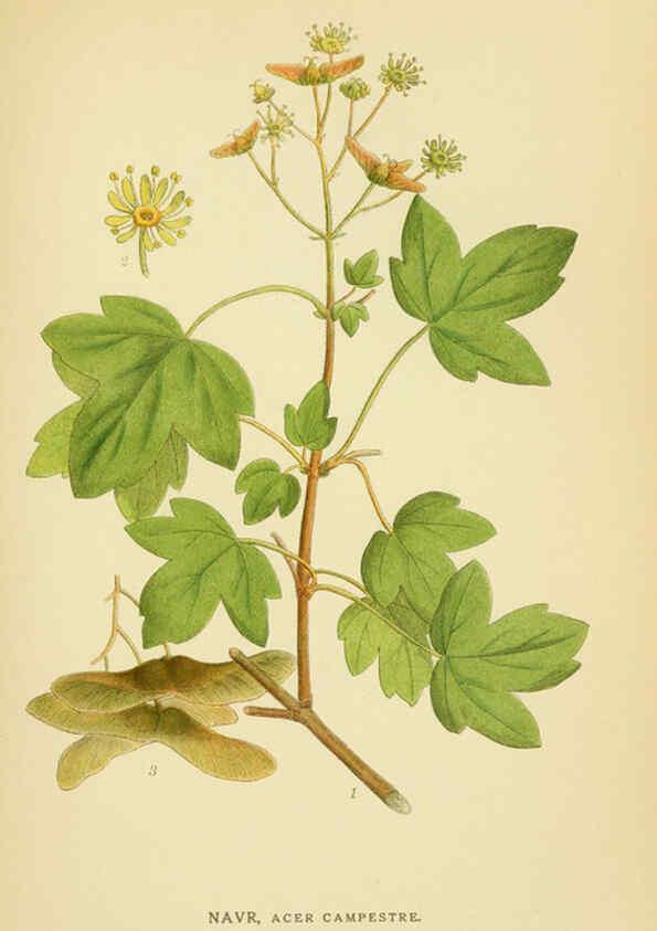 Reproducción/Reproduction 6029401782: Billeder af nordens flora. v.1 København,G.E.C. Gad's forlag,1917-1927