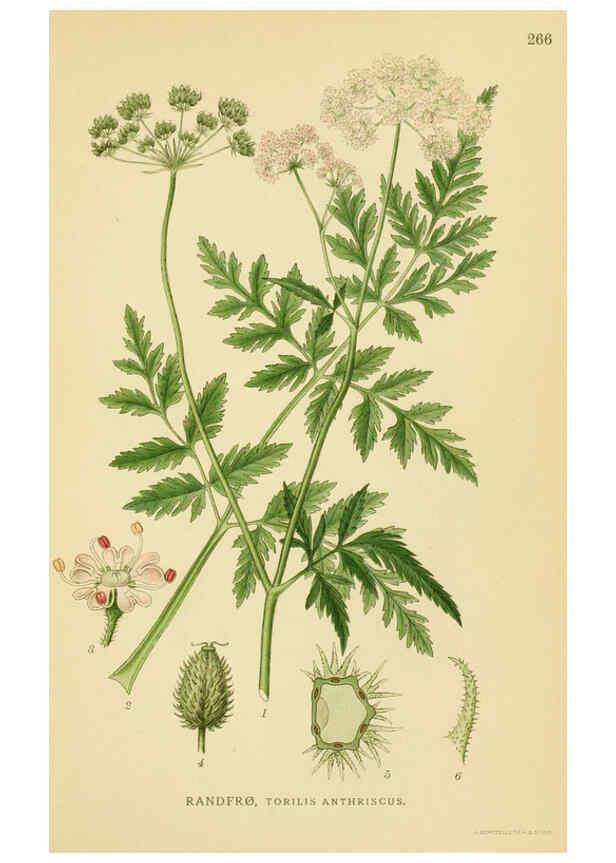 Reproducción/Reproduction 6029411304: Billeder af nordens flora. v.1 København,G.E.C. Gad's forlag,1917-1927