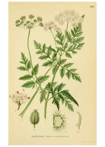 Reproducción/Reproduction 6029411304: Billeder af nordens flora. v.1 København,G.E.C. Gad's forlag,1917-1927