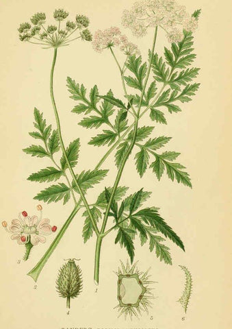 Reproducción/Reproduction 6029411304: Billeder af nordens flora. v.1 København,G.E.C. Gad's forlag,1917-1927