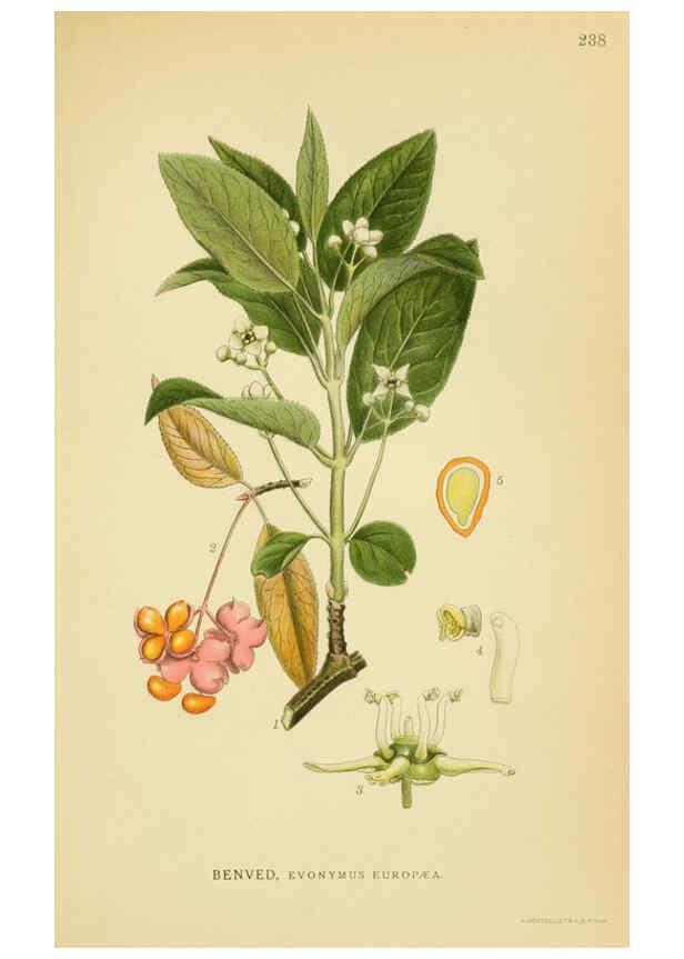 Reproducción/Reproduction 6028849321: Billeder af nordens flora. v.1 København,G.E.C. Gad's forlag,1917-1927