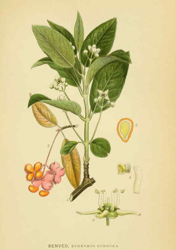Reproducción/Reproduction 6028849321: Billeder af nordens flora. v.1 København,G.E.C. Gad's forlag,1917-1927