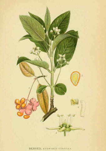 Reproducción/Reproduction 6028849321: Billeder af nordens flora. v.1 København,G.E.C. Gad's forlag,1917-1927