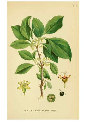 Reproducción/Reproduction 6029402468: Billeder af nordens flora. v.1 København,G.E.C. Gad's forlag,1917-1927