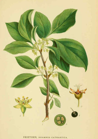Reproducción/Reproduction 6029402468: Billeder af nordens flora. v.1 København,G.E.C. Gad's forlag,1917-1927