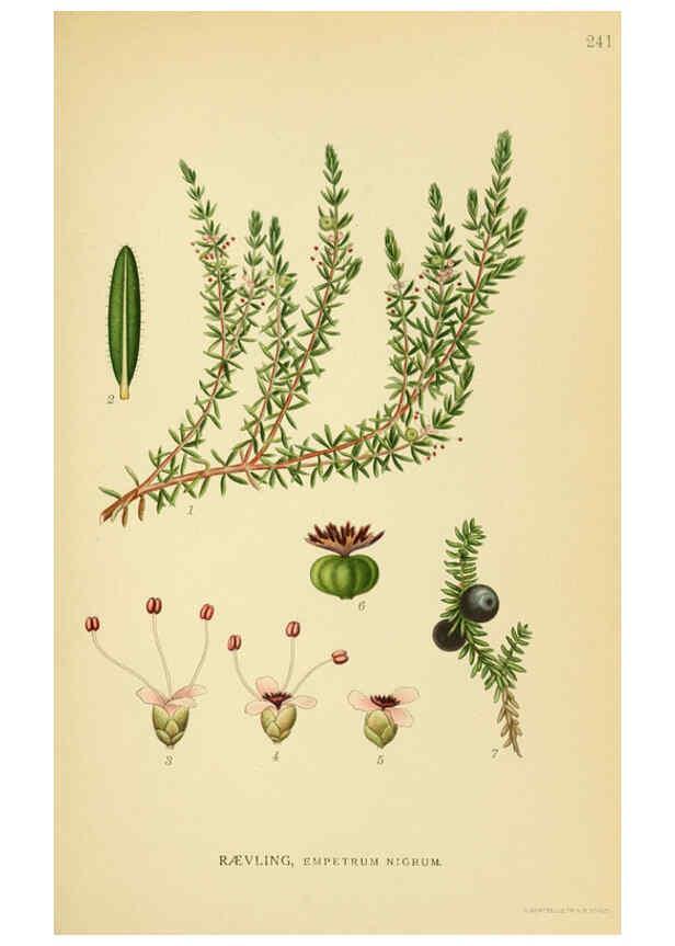 Reproducción/Reproduction 6028850087: Billeder af nordens flora. v.1 København,G.E.C. Gad's forlag,1917-1927