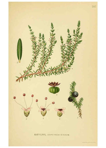 Reproducción/Reproduction 6028850087: Billeder af nordens flora. v.1 København,G.E.C. Gad's forlag,1917-1927