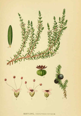 Reproducción/Reproduction 6028850087: Billeder af nordens flora. v.1 København,G.E.C. Gad's forlag,1917-1927