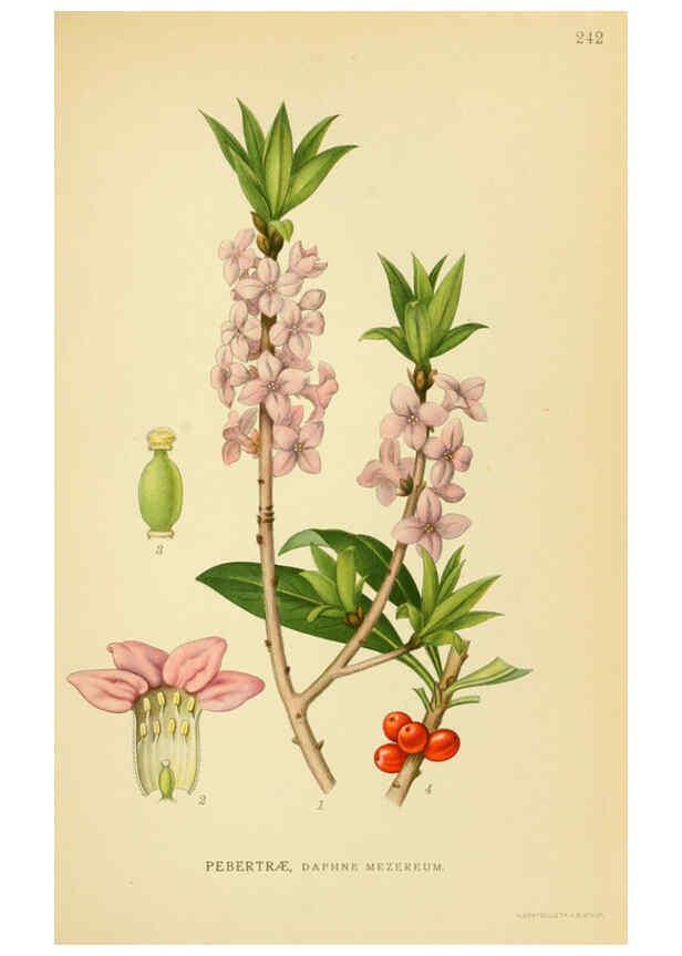 Reproducción/Reproduction 6028850563: Billeder af nordens flora. v.1 København,G.E.C. Gad's forlag,1917-1927