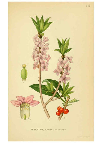 Reproducción/Reproduction 6028850563: Billeder af nordens flora. v.1 København,G.E.C. Gad's forlag,1917-1927