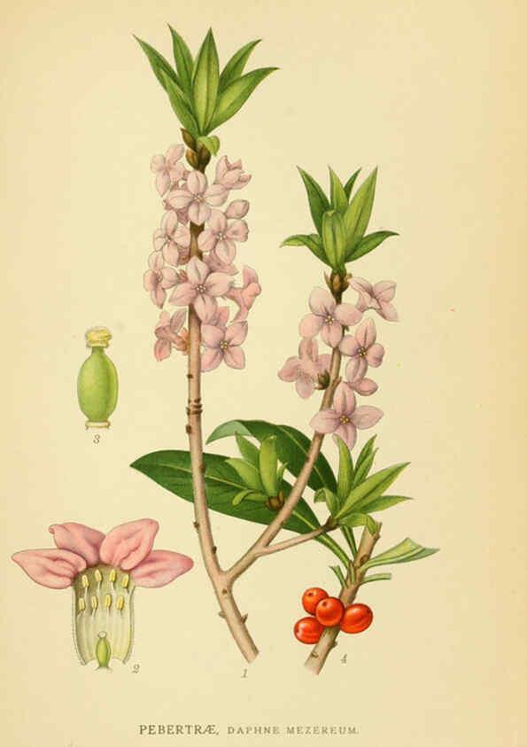 Reproducción/Reproduction 6028850563: Billeder af nordens flora. v.1 København,G.E.C. Gad's forlag,1917-1927