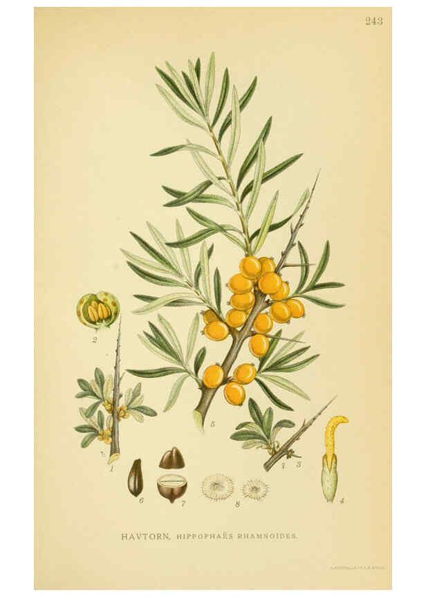 Reproducción/Reproduction 6029403606: Billeder af nordens flora. v.1 København,G.E.C. Gad's forlag,1917-1927