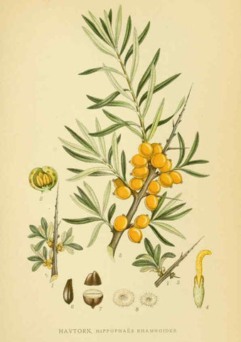 Reproducción/Reproduction 6029403606: Billeder af nordens flora. v.1 København,G.E.C. Gad's forlag,1917-1927