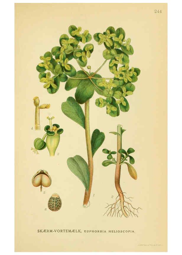 Reproducción/Reproduction 6028851057: Billeder af nordens flora. v.1 København,G.E.C. Gad's forlag,1917-1927