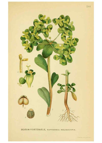 Reproducción/Reproduction 6028851057: Billeder af nordens flora. v.1 København,G.E.C. Gad's forlag,1917-1927