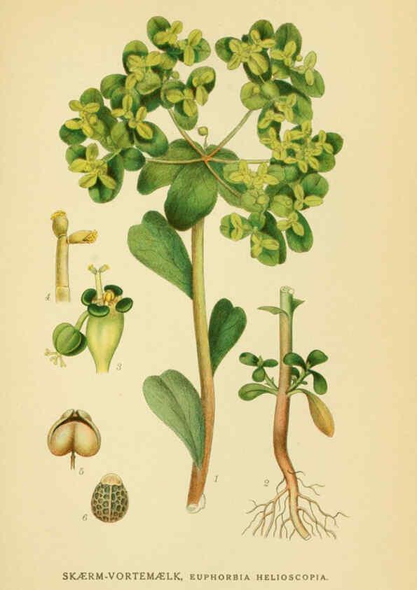Reproducción/Reproduction 6028851057: Billeder af nordens flora. v.1 København,G.E.C. Gad's forlag,1917-1927