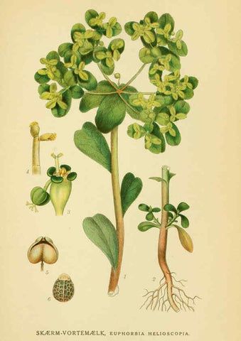 Reproducción/Reproduction 6028851057: Billeder af nordens flora. v.1 København,G.E.C. Gad's forlag,1917-1927