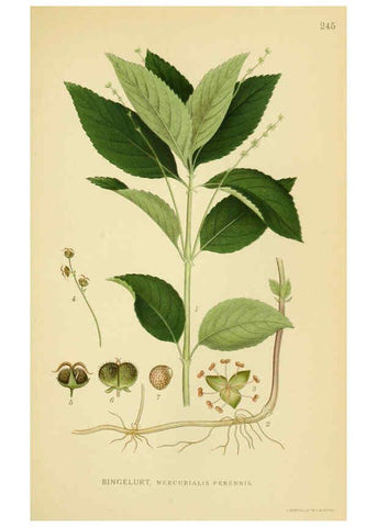 Reproducción/Reproduction 6028851259: Billeder af nordens flora. v.1 København,G.E.C. Gad's forlag,1917-1927