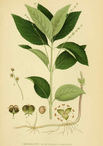 Reproducción/Reproduction 6028851259: Billeder af nordens flora. v.1 København,G.E.C. Gad's forlag,1917-1927