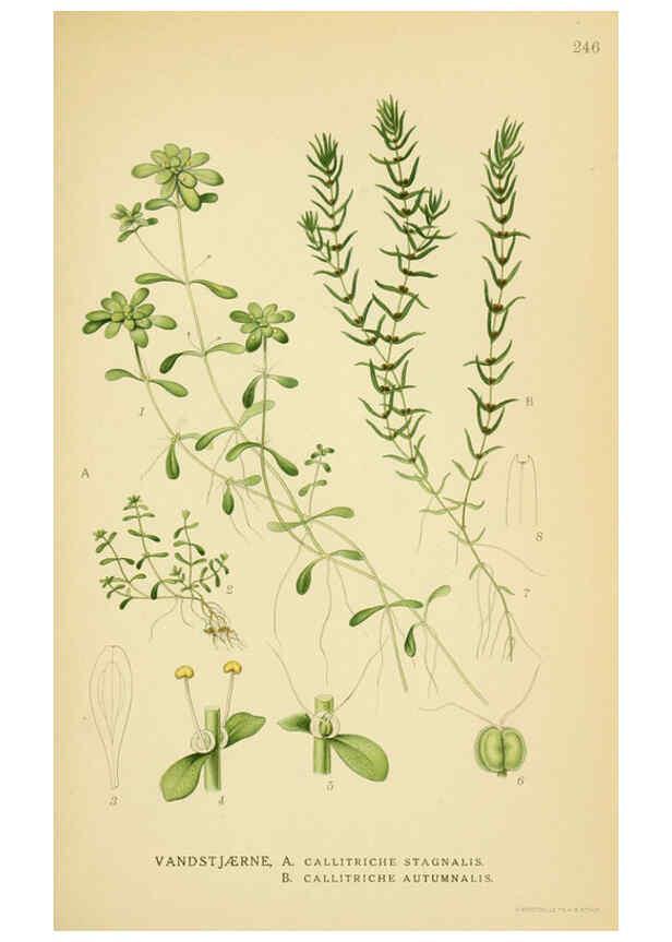 Reproducción/Reproduction 6029404306: Billeder af nordens flora. v.1 København,G.E.C. Gad's forlag,1917-1927