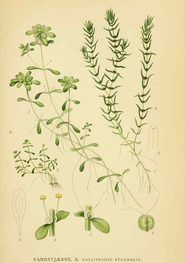 Reproducción/Reproduction 6029404306: Billeder af nordens flora. v.1 København,G.E.C. Gad's forlag,1917-1927