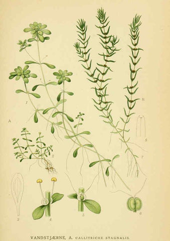 Reproducción/Reproduction 6029404306: Billeder af nordens flora. v.1 København,G.E.C. Gad's forlag,1917-1927