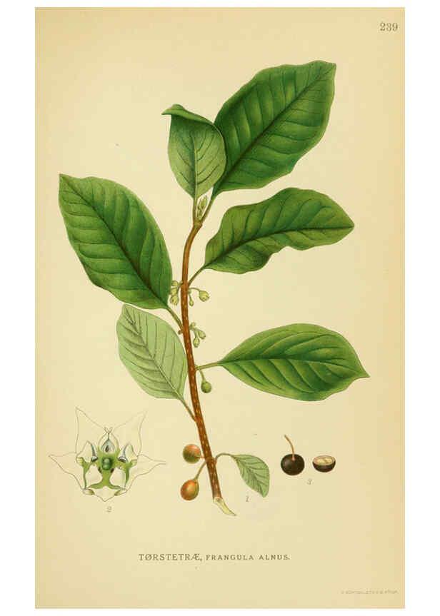 Reproducción/Reproduction 6029402252: Billeder af nordens flora. v.1 København,G.E.C. Gad's forlag,1917-1927