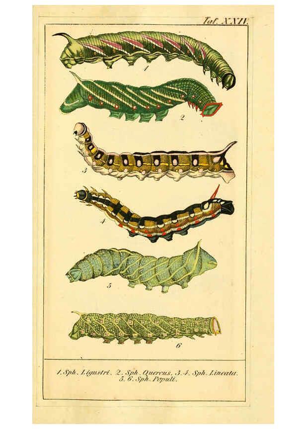 Reproducción/Reproduction 6030000974: Chronologischer Raupenkalender, oder, Naturgeschichte der europäischen Raupen Berlin :Im Verlage von Theodor Bade,1837