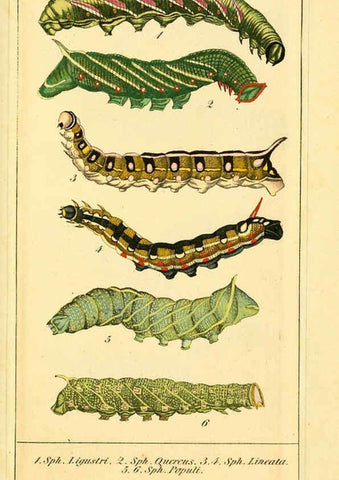 Reproducción/Reproduction 6030000974: Chronologischer Raupenkalender, oder, Naturgeschichte der europäischen Raupen Berlin :Im Verlage von Theodor Bade,1837
