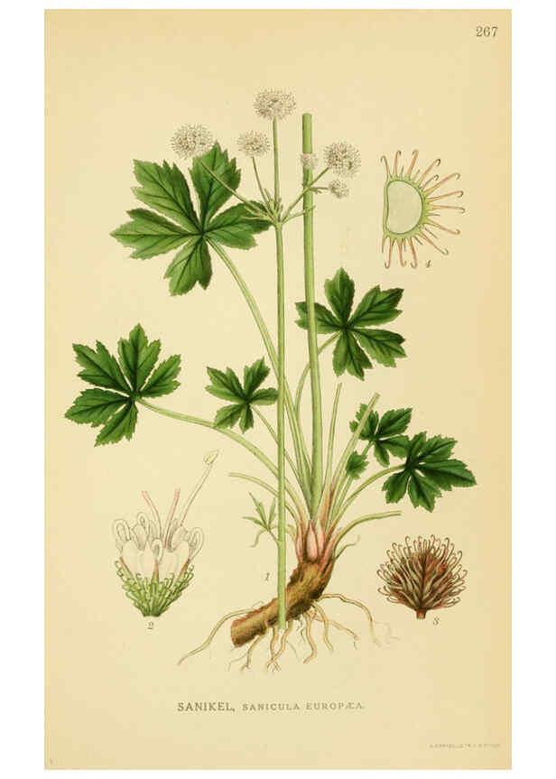 Reproducción/Reproduction 6029411650: Billeder af nordens flora. v.1 København,G.E.C. Gad's forlag,1917-1927
