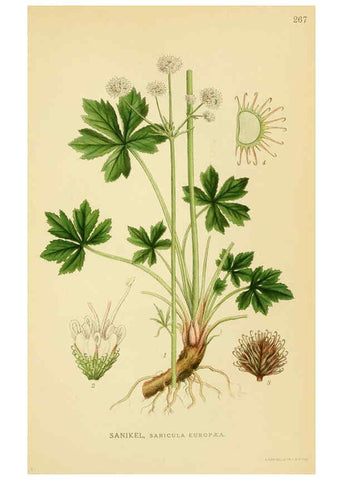 Reproducción/Reproduction 6029411650: Billeder af nordens flora. v.1 København,G.E.C. Gad's forlag,1917-1927
