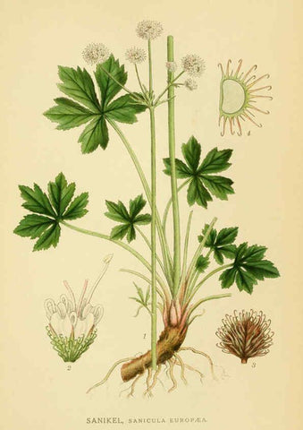 Reproducción/Reproduction 6029411650: Billeder af nordens flora. v.1 København,G.E.C. Gad's forlag,1917-1927