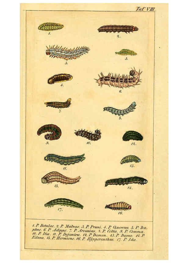 Reproducción/Reproduction 6029996504: Chronologischer Raupenkalender, oder, Naturgeschichte der europäischen Raupen Berlin :Im Verlage von Theodor Bade,1837
